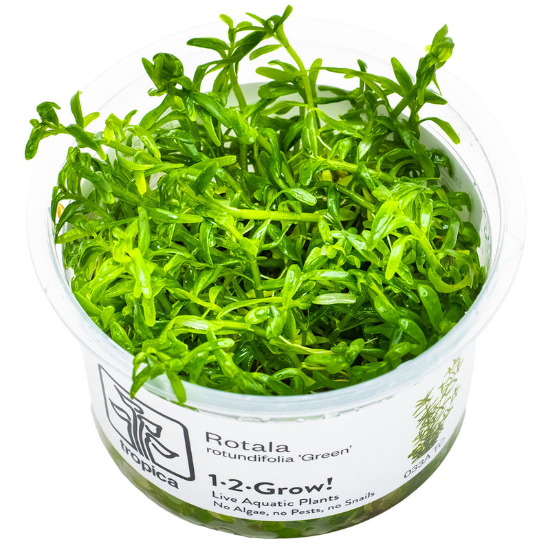 Tropica Rotala rotundifolia 'Green' 1-2-Grow!
