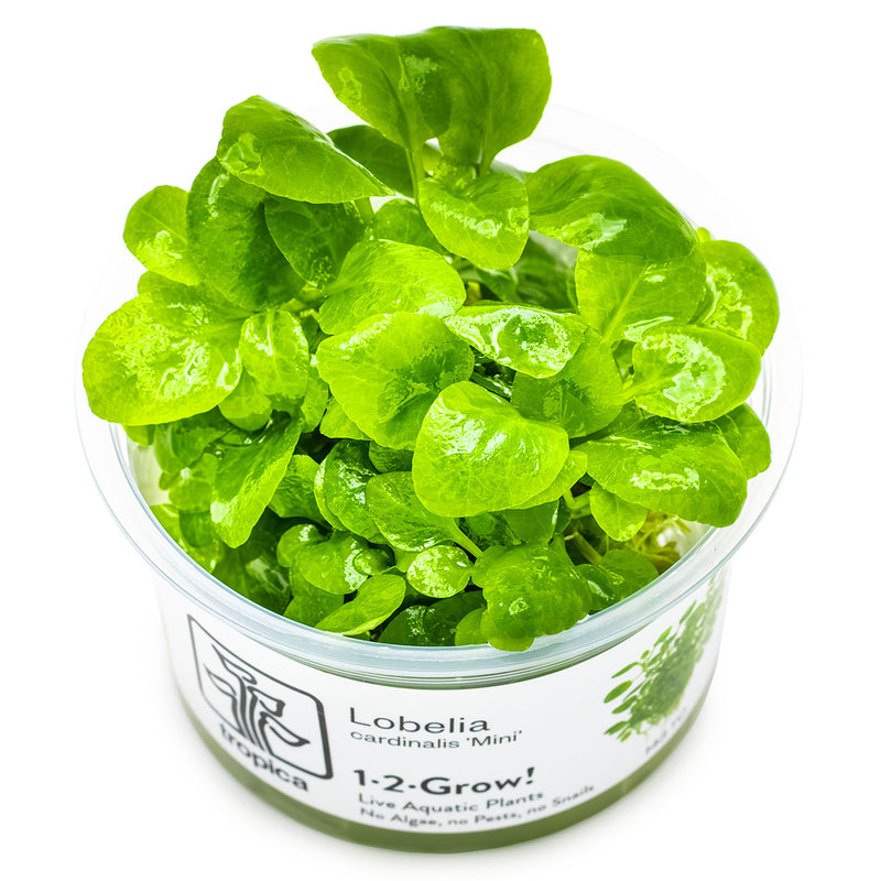 Tropica Lobelia cardinalis 'Mini' 1-2-Frow!