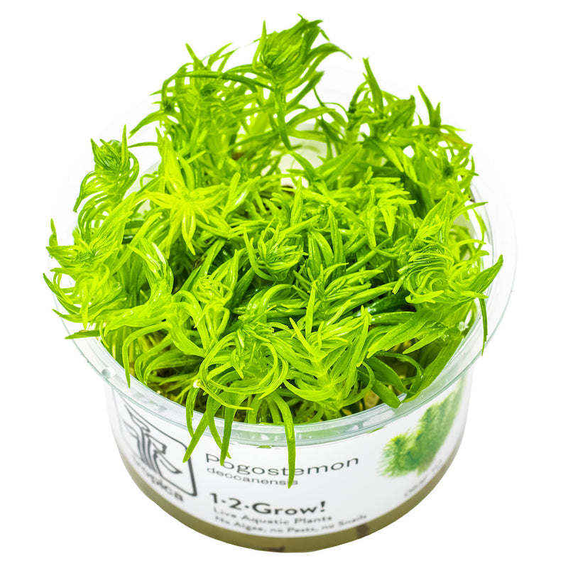 Tropica Pogostemon deccanensis 1-2-Grow!