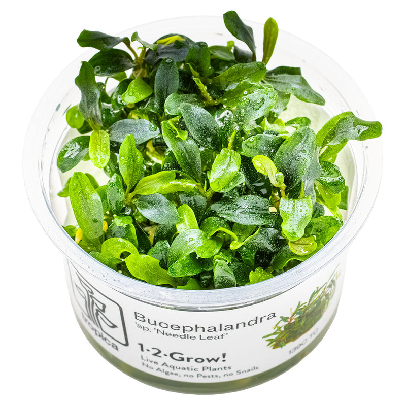 Tropica Bucephalandra sp. 'Needle Leaf' 1-2 Grow!