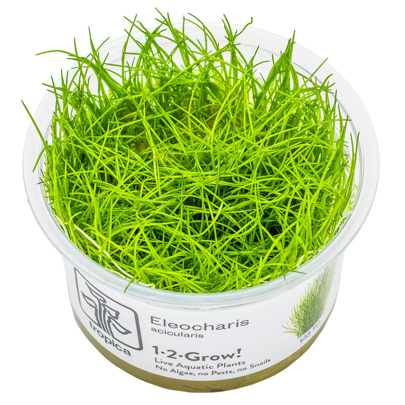 Tropica Eleocharis acicularis 1-2 Grow!