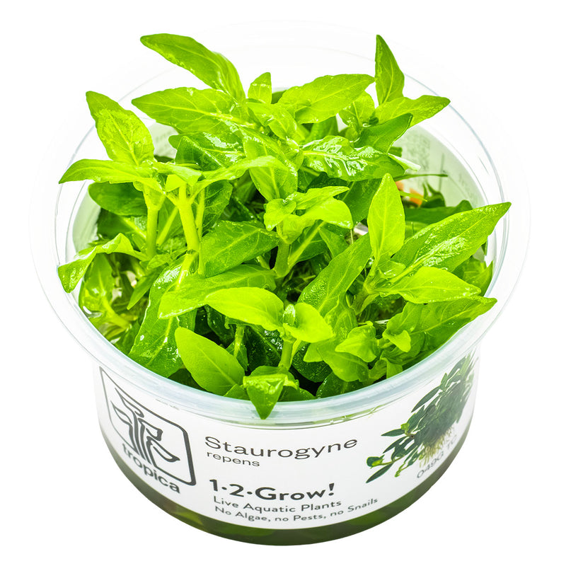 Tropica Staurogyne repens 1-2 Grow!