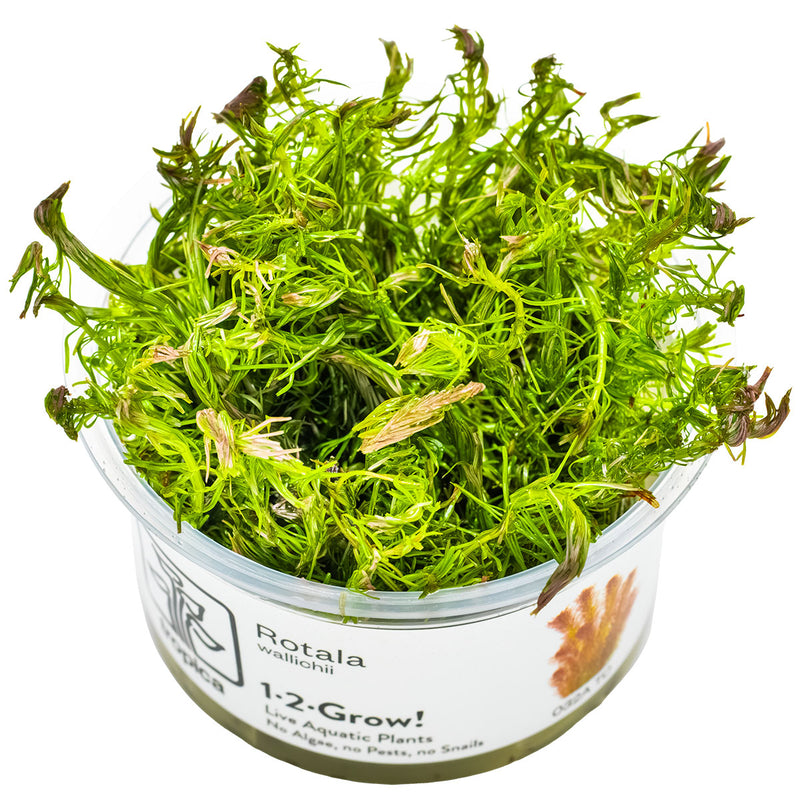 Tropica Rotala wallichii 1-2 Grow!
