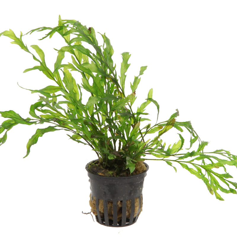 Tropica Bolbitis heudelotii