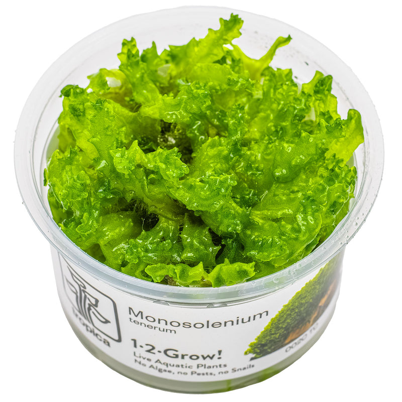 Tropica Monosolenium tenerum 1-2-Grow!