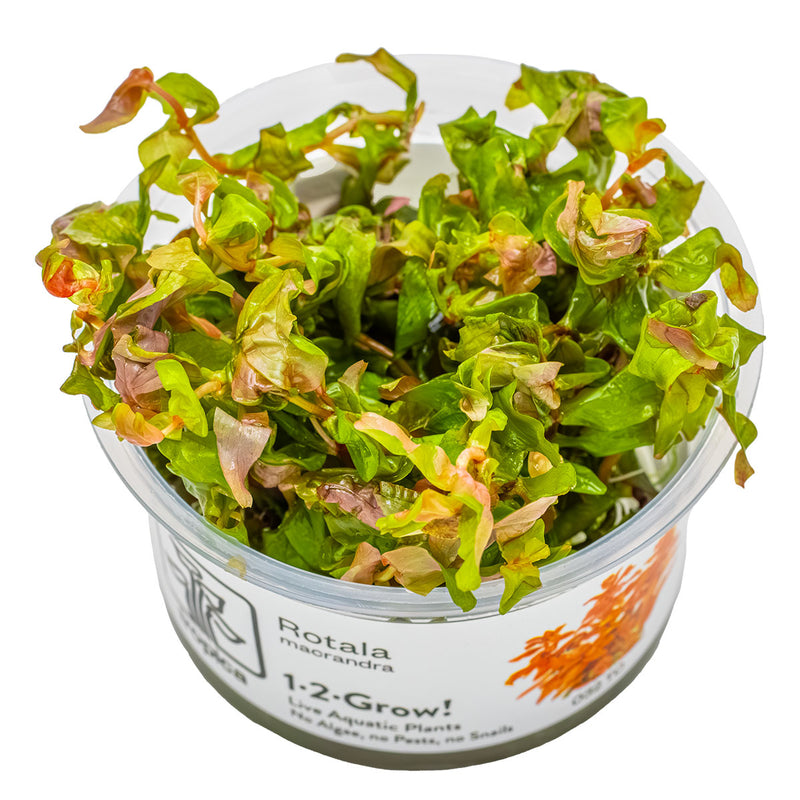 Tropica Rotala macrandra 1-2-Grow!