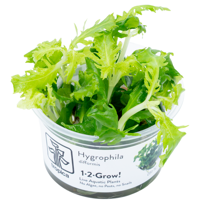 Tropica Hygrophila difformis 1-2-Grow!