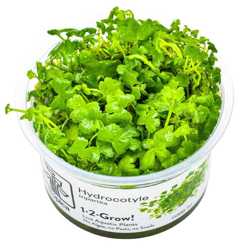 Tropica Hydrocotyle tripartita 1-2-Grow!