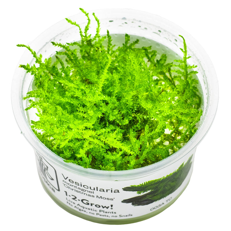 Tropica Vesicularia montagnei 'Christmas Moss' 1-2 Grow!