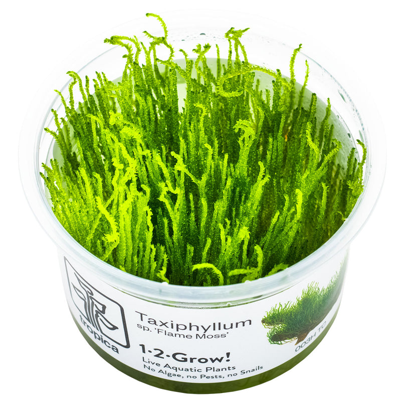 Tropica Taxiphyllum sp. ’Flame Moss’ 1-2-Grow!