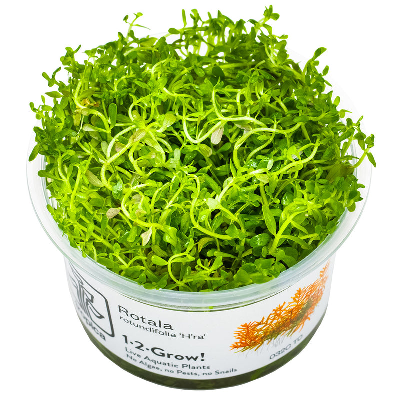 Tropica Rotala rotundifolia 'H'ra' 1-2 Grow!