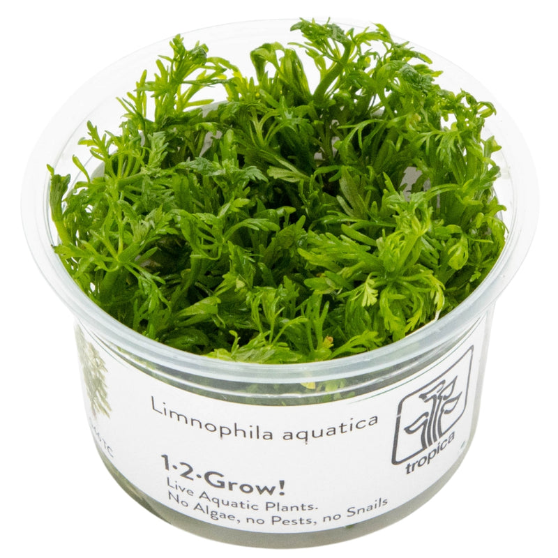 Tropica Limnophila aquatica 1-2-Grow!