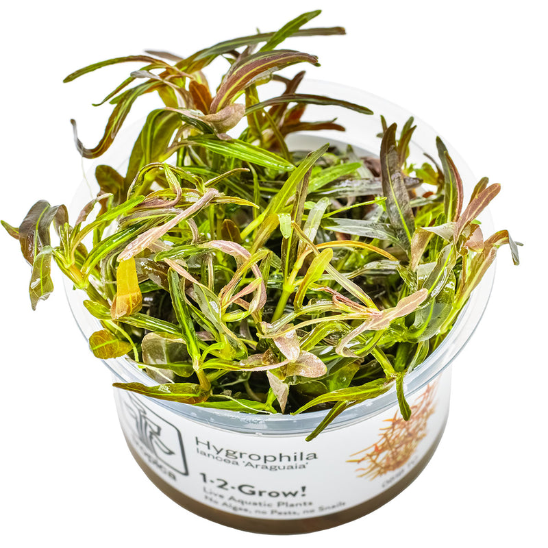 Tropica Hygrophila lancea 'Araguaia' 1-2-Grow!