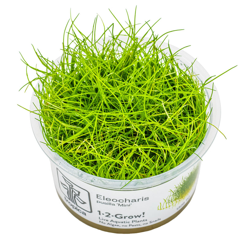 Tropica Eleocharis pusilla 'Mini' 1-2 Grow!