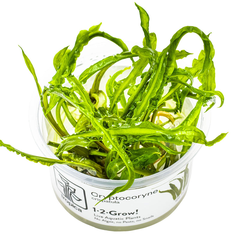 Tropica Cryptocoryne crispatula 1-2-Grow!