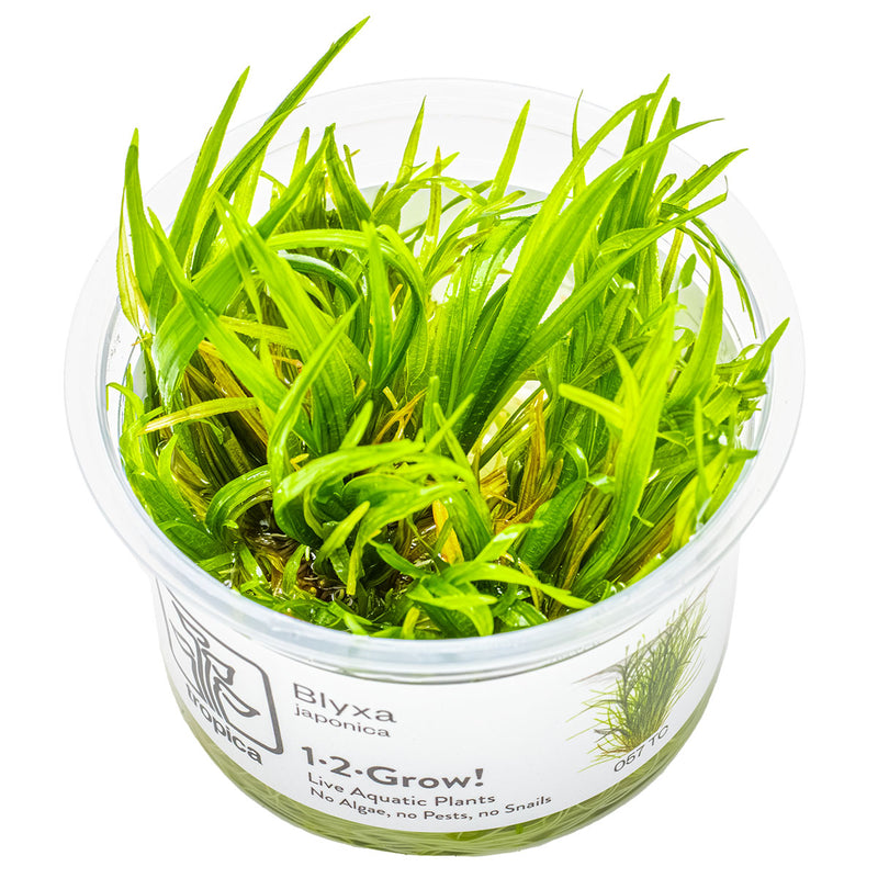 Tropica Blyxa japonica 1-2-Grow!