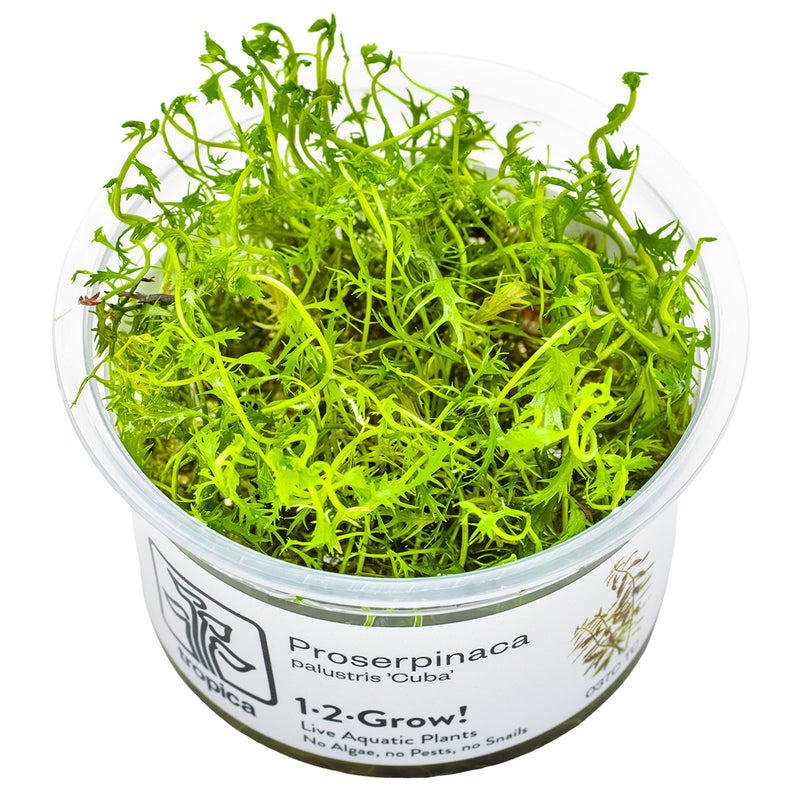 Tropica Proserpinaca palustris 'Cuba' 1-2-Grow!