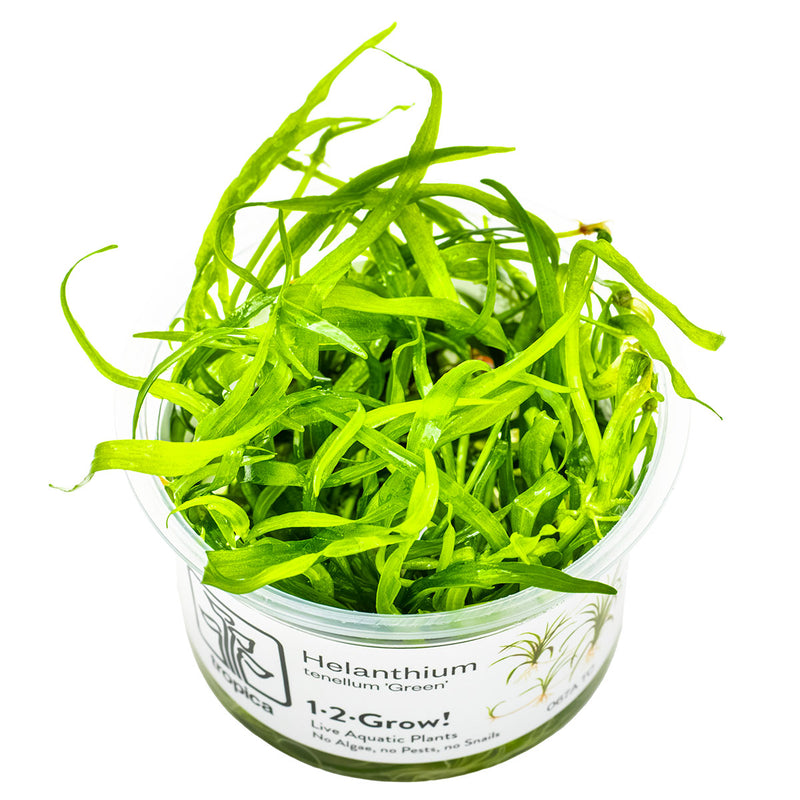 Tropica Helanthium tenellum 'Green' 1-2-Grow!