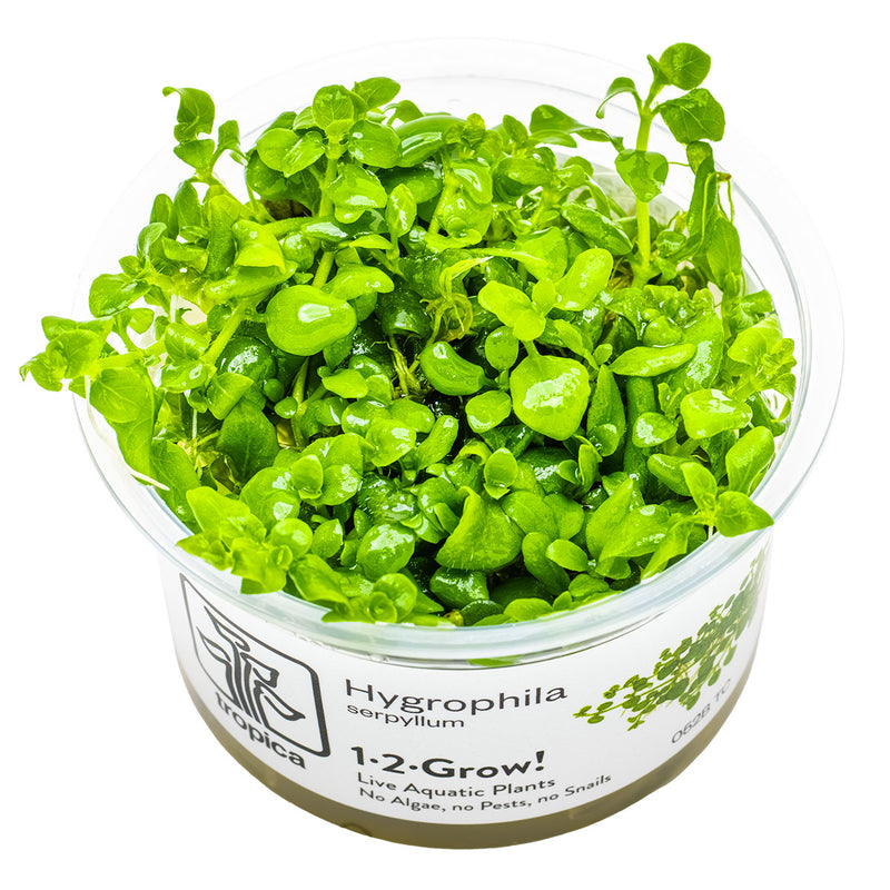 Tropica Hygrophila serpyllum 1-2-Grow!