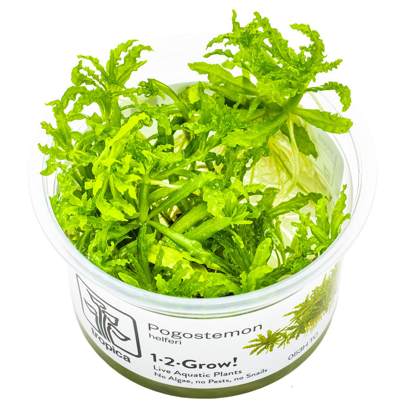 Tropica Pogostemon helferi 1-2-Grow!