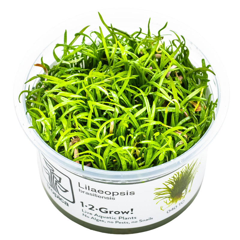 Tropica Lilaeopsis brasiliensis 1-2 Grow!