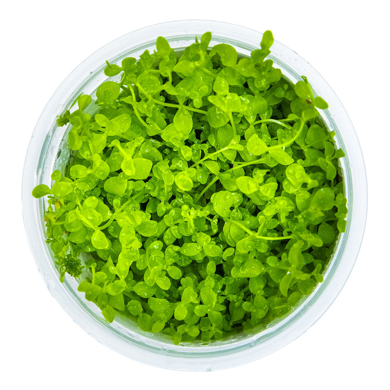 Tropica Micranthemum tweediei 'Monte Carlo' 1-2 Grow!