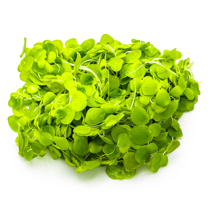Tropica Spirodela polyrrhiza 1-2 Grow!
