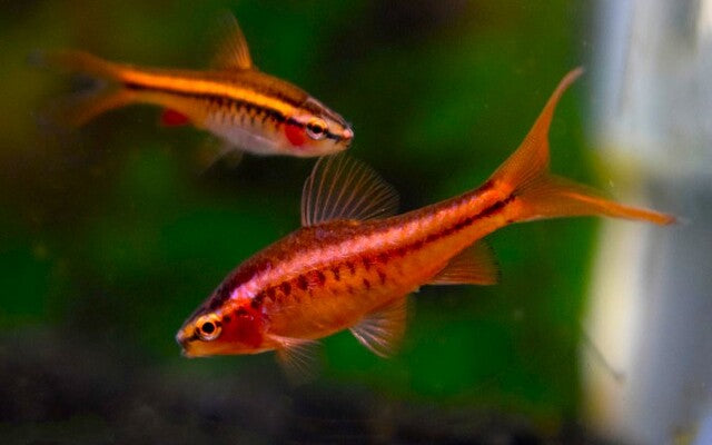 Sherry Barbeel Longfin