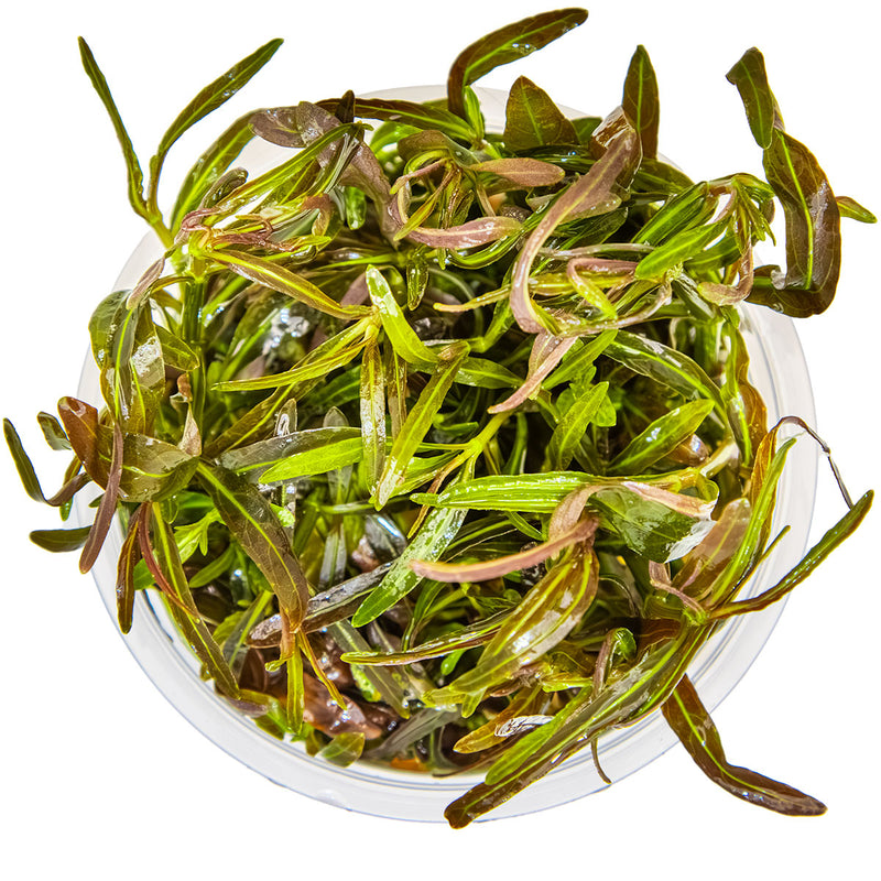 Tropica Hygrophila lancea 'Araguaia' 1-2-Grow!