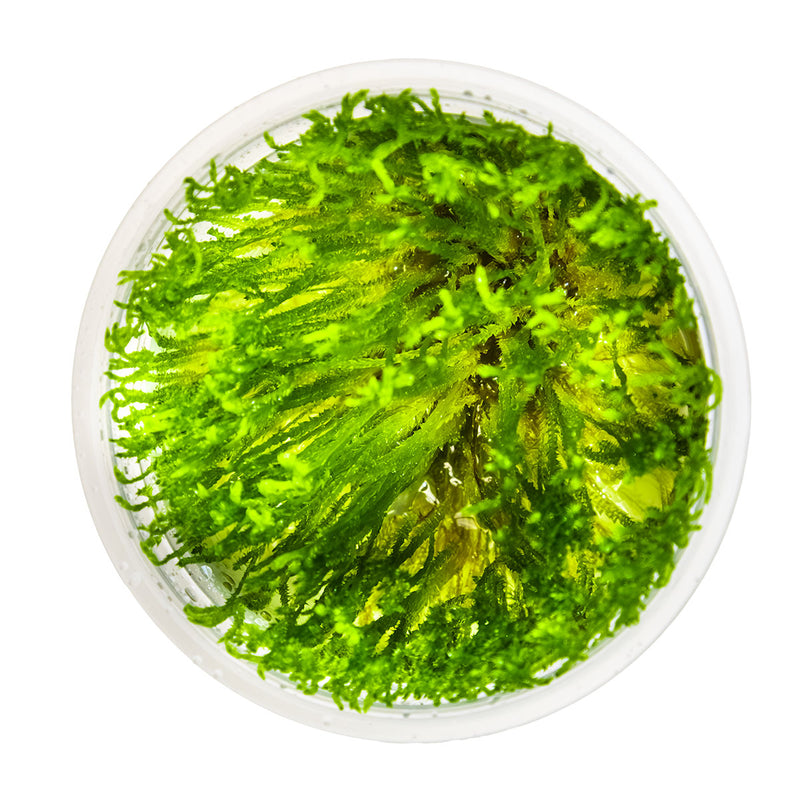 Tropica Taxiphyllum alternans 'Taiwan Moss' 1-2-Grow!