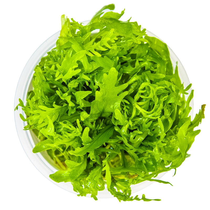 Tropica Hygrophila odora 1-2-Grow!