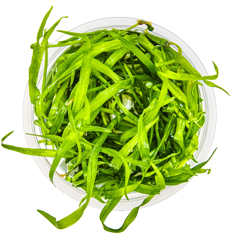 Tropica Helanthium tenellum 'Green' 1-2-Grow!
