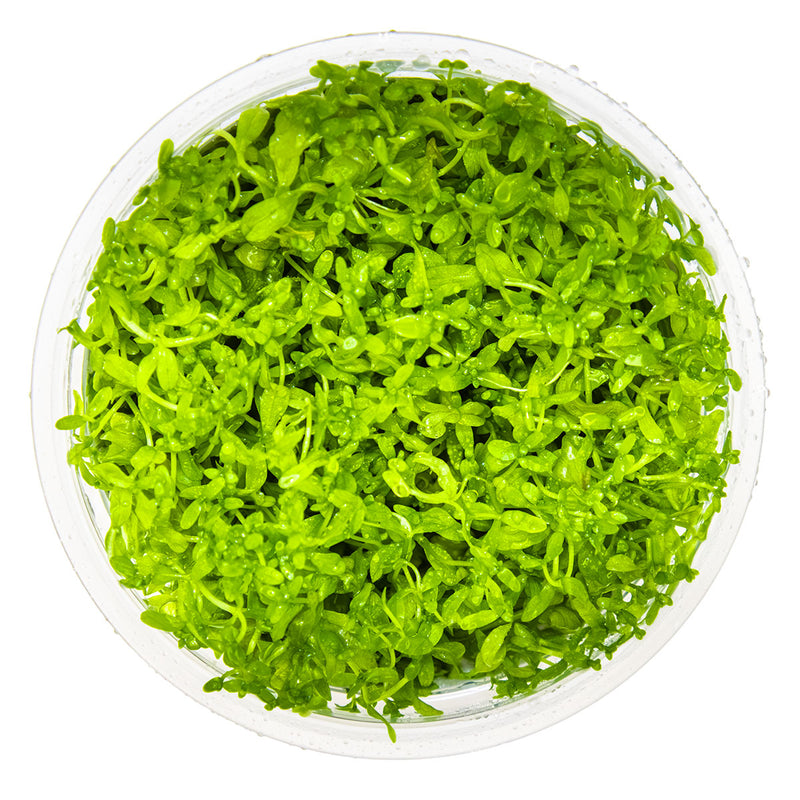 Tropica Micranthemum glomeratum 1-2-Grow!