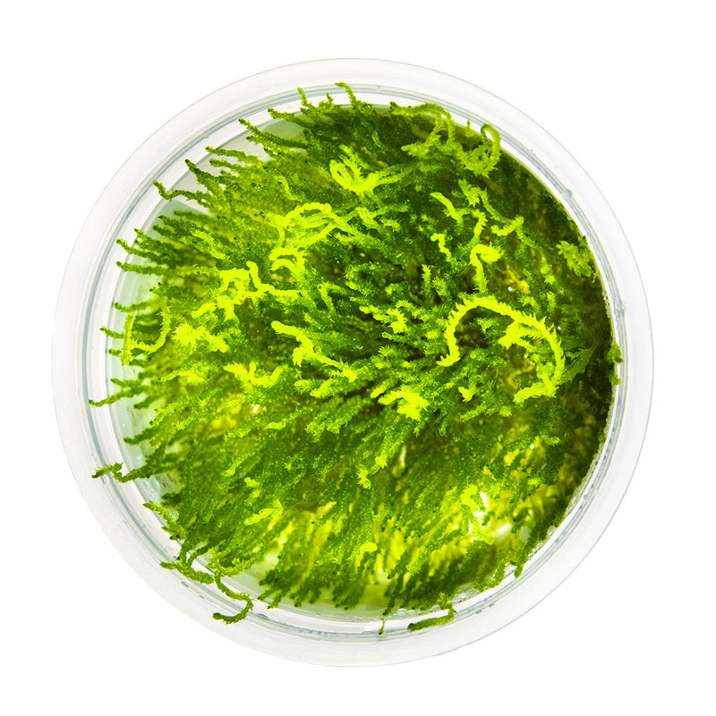 Tropica Taxiphyllum sp. ’Flame Moss’ 1-2-Grow!