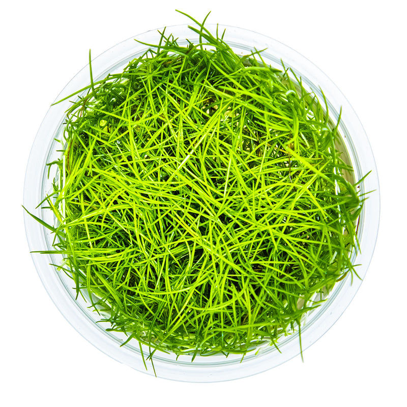 Tropica Eleocharis acicularis 1-2 Grow!