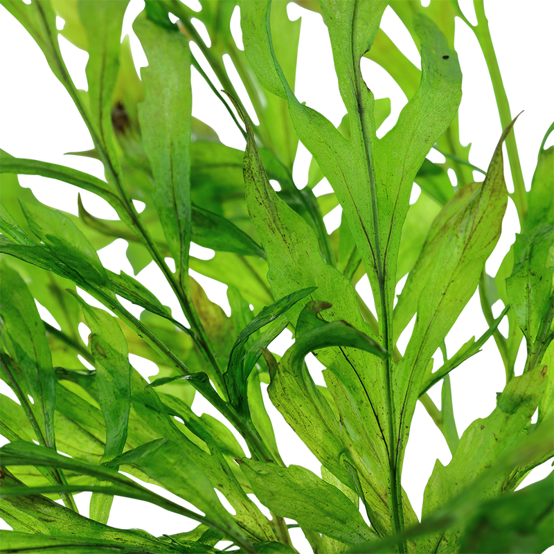 Tropica Bolbitis heudelotii