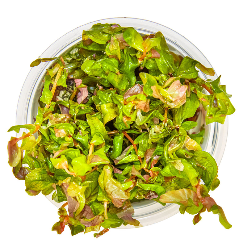 Tropica Rotala macrandra 1-2-Grow!