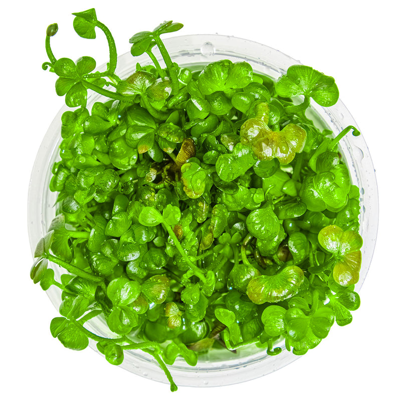 Tropica Marsilea hirsuta 1-2-Grow!