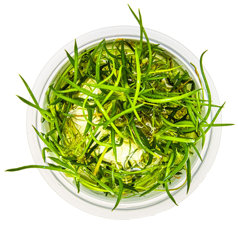 Tropica Leptodictyum riparium 1-2-Grow!