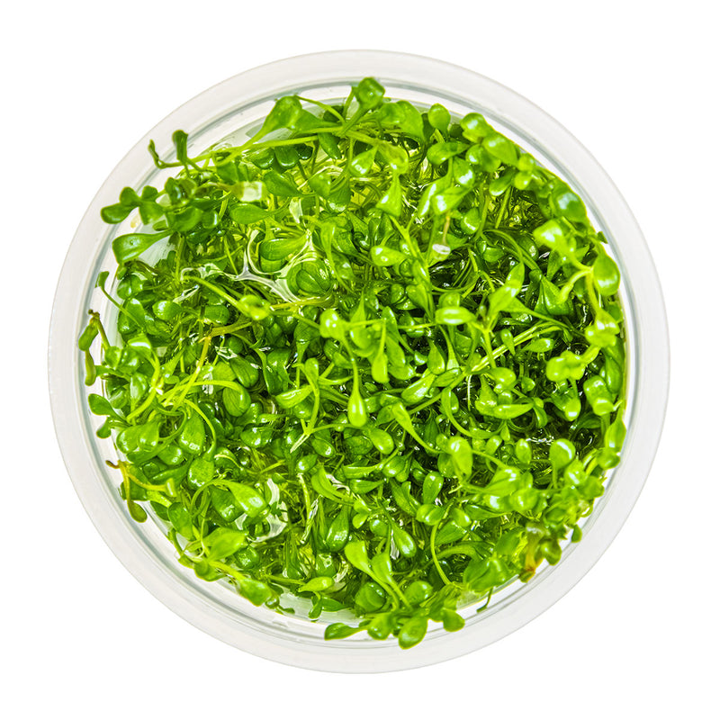 Tropica Glossostigma elatinoides 1-2-Grow!