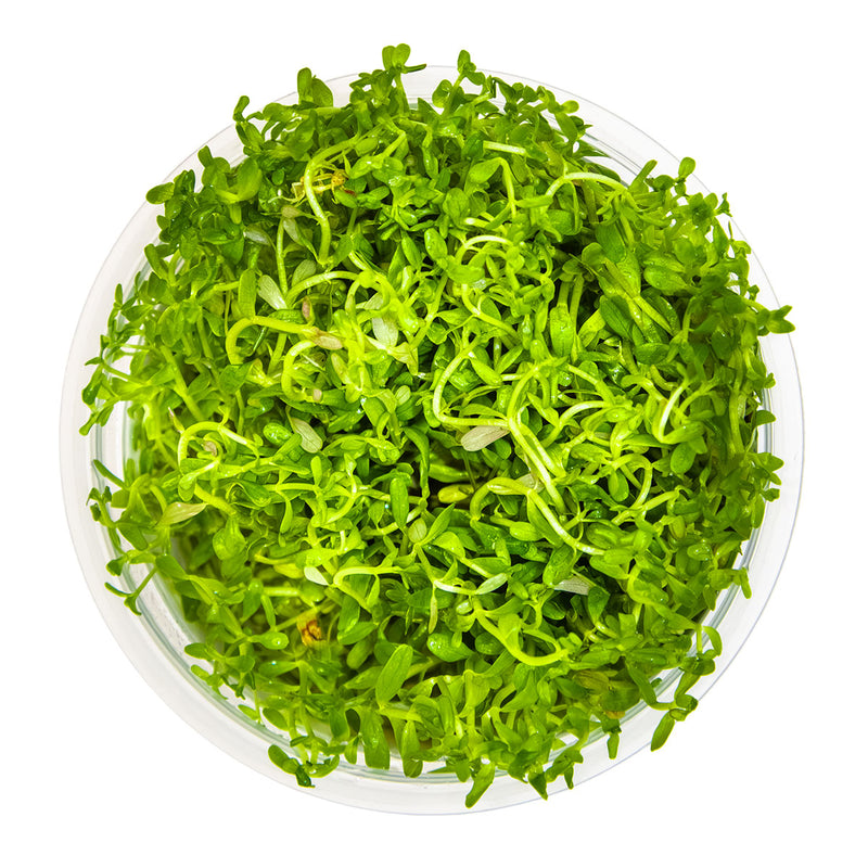 Tropica Rotala rotundifolia 'H'ra' 1-2 Grow!
