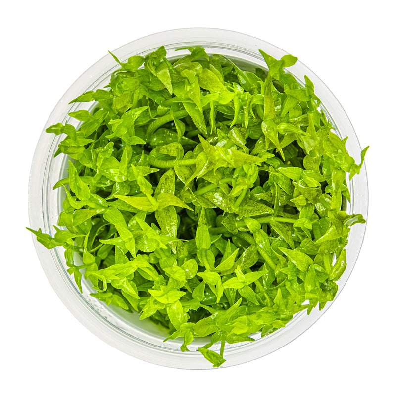 Tropica Gratiola viscidula 1-2-Grow!