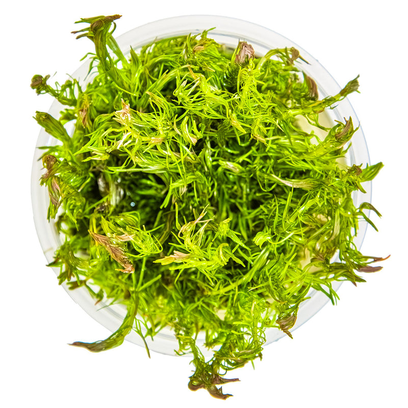 Tropica Rotala wallichii 1-2 Grow!