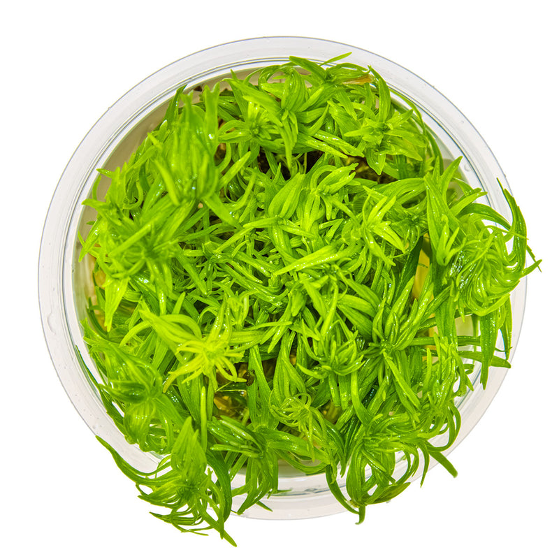 Tropica Pogostemon deccanensis 1-2-Grow!
