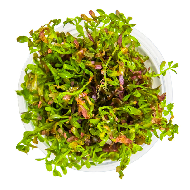 Tropica Rotala rotundifolia 'Blood Red' 1-2 Grow!