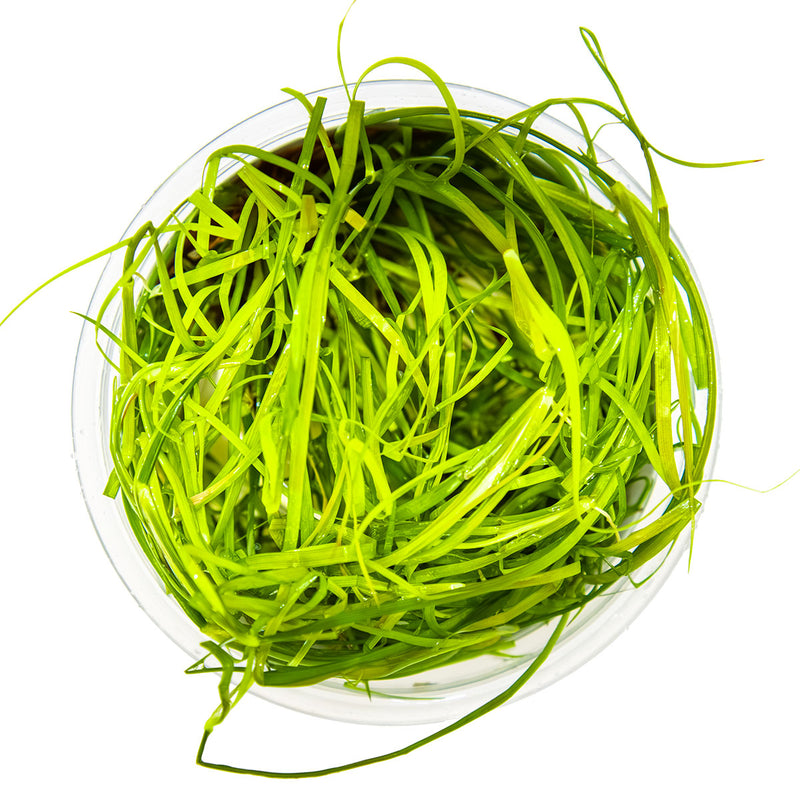 Tropica Juncus repens 1-2-Grow!