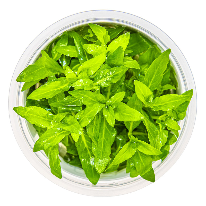 Tropica Staurogyne repens 1-2 Grow!