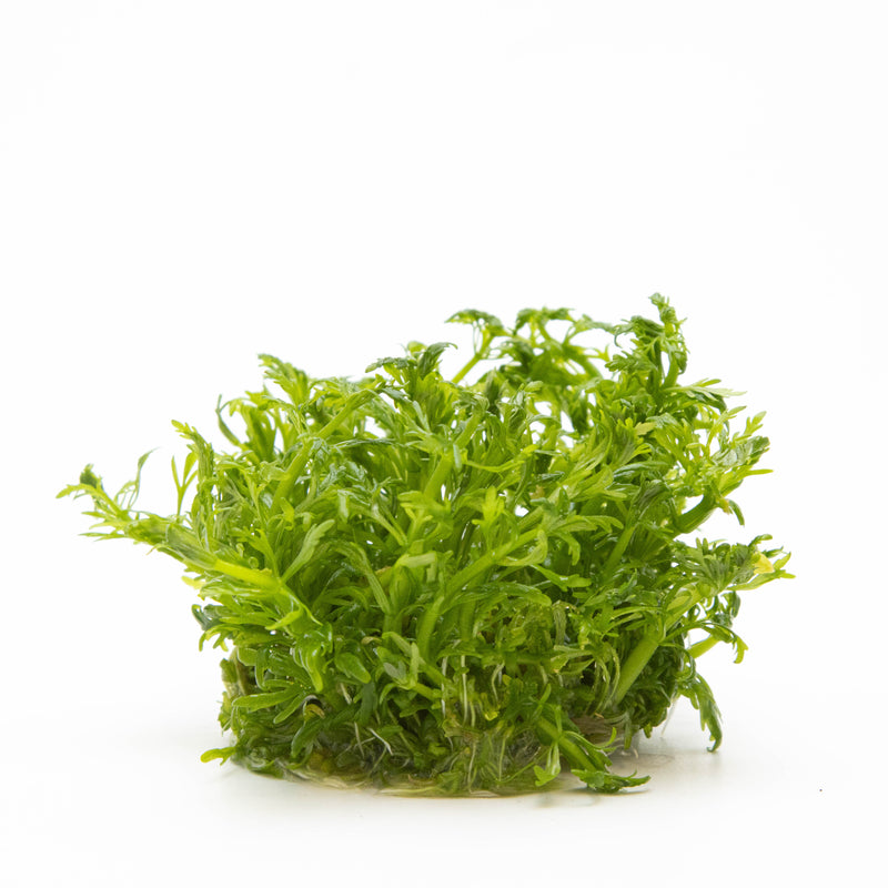 Tropica Limnophila aquatica 1-2-Grow!