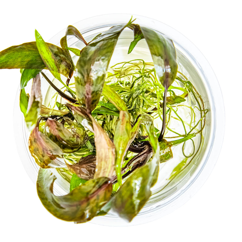 Tropica Cryptocoryne nurii 1-2 Grow!
