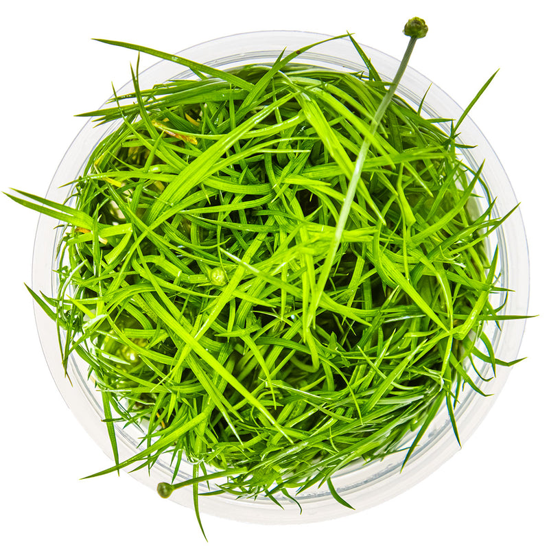 Tropica Eriocaulon cinereum 1-2-Grow!